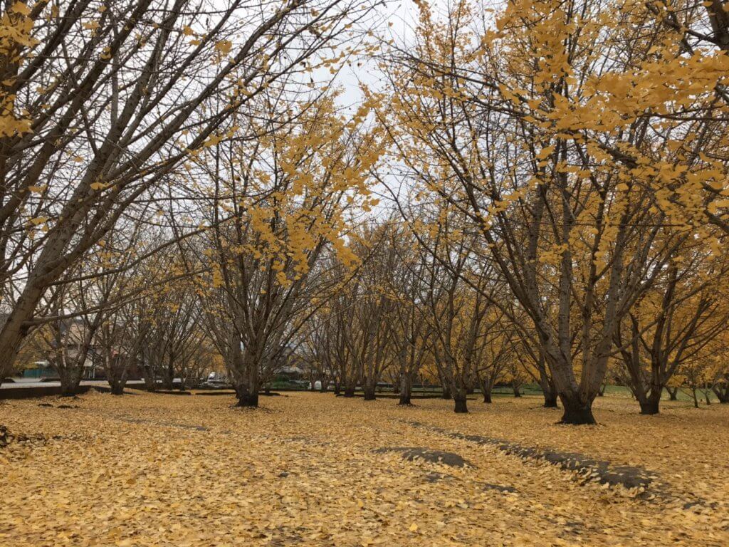 太原のイチョウ色付き状況19 11 28 広川町観光協会